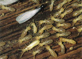 Termite3