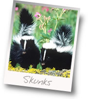 skunk